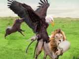 The Lion Steals The Eagles Egg  The Wild Boar Tries To Save The Lion From The