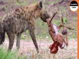 Ostrich Joins Forces To Attack Hyena To Protect Their Babies  Ostrich Vs  Hyena