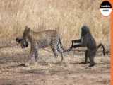 Losing Vigilance.. Baboon kidnap Lion Cubs   Leopard Mother Takes Revenge on T