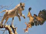 Lion Failed Miserably When Eagle Fought Back Fiercely  Eagle Vs Dog  Lion