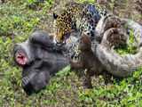 Cant Believe Their Eyes  The Tiger Fought Back The Python to save The Monkeys