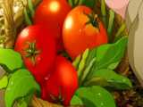 آشپزی کردی
