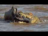 Crocs vs Sharks: World& 039;s Deadliest Predators (Full Episode) | The Croc that Ate