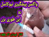 واکسن کشته تب سه روزه وتال