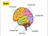 استخوان های جمجمه Neurocranium و Viscerocranium