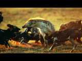 OMG! Hyenas Too Smart To Use Tactics To Attack Cheetahs | 1001 Animals