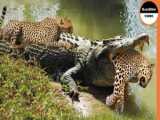 Great Battle Of Predators  Leopard vs Crocodile And Swamp War  Leopard  Jaguar