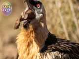 The Moment The Worlds Most Dangerous Birds Attack | 1001 Animals