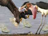 No One Can Escape These Raptors  Eagle Plays With Snake Before Swallowing It