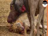 Scary moment buffalo almost killed a lion in the wild