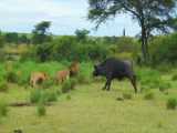 WONT GO DOWN WITHOUT A FIGHT! Buffalo Bulls EPIC RAGE Against Lion Ambush