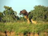 When Prey Becomes Predator: Wildebeest Makes Breathtaking Escape From Lioness