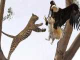 Big Mistake Eagle Provoked Baby Leopard  Mother Fail To Save Her Baby حیوانات
