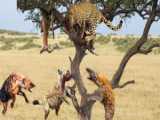 Leopard Climbed A Tree To Save Its Cub  The Eagle Received a Tragic End When I