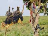 Angry Warthog Kills Leopard To Save His Cub  Warthog Vs Leopard