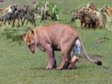 Hyena Attack Lion Baby. Mother Lion Tried to Save But Everything Seemed Too La