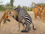 Unbelievable! Super Zebra Alone Fight  Defeat Hungry Lion  Tiger Vs Lion
