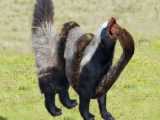 Hawk Tearing a Snake To Pieces  Amazing Snake vs Eagle.!