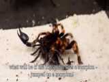 Venomous Spider vs Centipede How To Use Centipedes to Remove Black Widows