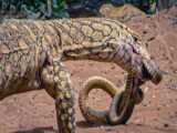 Even King Cobra Is Afraid of This Snake Killer  Snake vs Mongoose