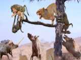 Monkeys Take Revenge To Catch Cubs  Attack The Mother Lion | 1001 Animals