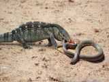 Zebra Alone Bravely Confronts The Hungry Lions And Giant Python