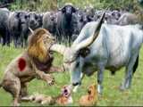 Its Great.. The Buffalo Finally Decided To Destroy The Lions! Buffalos Power I