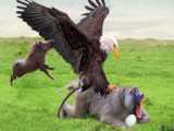 Eagles Too Dangerous Catch Monkey  Daring Baboon Herd Rescue But Fails