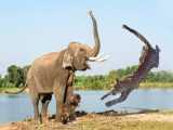 Leopard Attacks Impala Gorila Comes To The Rescue And The End | 1001 Animals