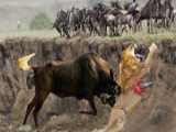 Terrifying Showdown: Brutal Battle for Survival  Lion vs Wildebeest in a Deadl