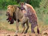 The Whole Herd Of Hyenas Avenged Because The Lion Stole The Hyenas Baby