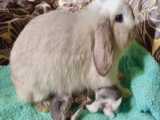 ششکار خرگوش توسط عقاب ودادن گوشت خرگوش به بچه هایش