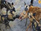 Rare Thing! Wild Dogs Hunting Suddenly Become Prey For Hippo  Hippo Vs Wild Dog