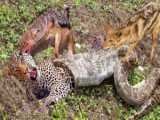 Jackal Terrifying Power ended Giant Python painfully  Jackal save Leopard