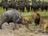 Lion Make Mistakes When Attack Buffalo  Buffalo Leading Herd Rescues His Teamm