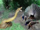 The Mongoose And The Eagle Tried To Approach The Snake But What Happened Was U