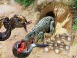 Crocodile Enters Snakes Burrow To Steal Eggs And Is Killed By Snakes