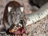 Monkey Rescue Baby Mouse From Snake Swallowing After Mother Mouse Panic Run Away