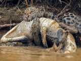 Jaguar Catches and Kills Crocodile Underwater