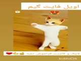 برقص به حق گربه ها