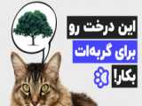 رفتارهای عجیب گربه ها! چرا گربه ها این کار را می کنند!؟