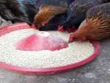 جیره با کیفیت در پرورش مرغ بومی تخمگذار