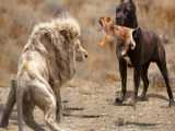 Biggest Dog And Lion Who Will Win! Animal Battle!