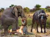 نادرترین حمله حیوانات/ فیل شجاع بوفالو را از آرواره های شیر وحشی نجات داد