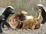 Fearless Honey Badger Fight Lion Mother and Cubs | 1002 Animals