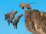 Tiger Failed Miserably When Clashing With Buffalo Family  Tiger vs Wild Buffal