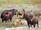 Mighty Warthog Fights Fiercely With Lion And Hyena To Regain His Life | 1002 A