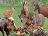 Unbelievable herd of buffalo rose up against the jaguar  the hunter became the