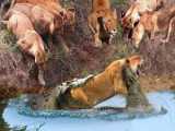 Lion Pride Ambushes Crocodile  but the Crocs JawDropping Counterattack Leaves