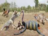 Leopard Quickly Dodges The Attack of The Python And Responds With Deadly Bites